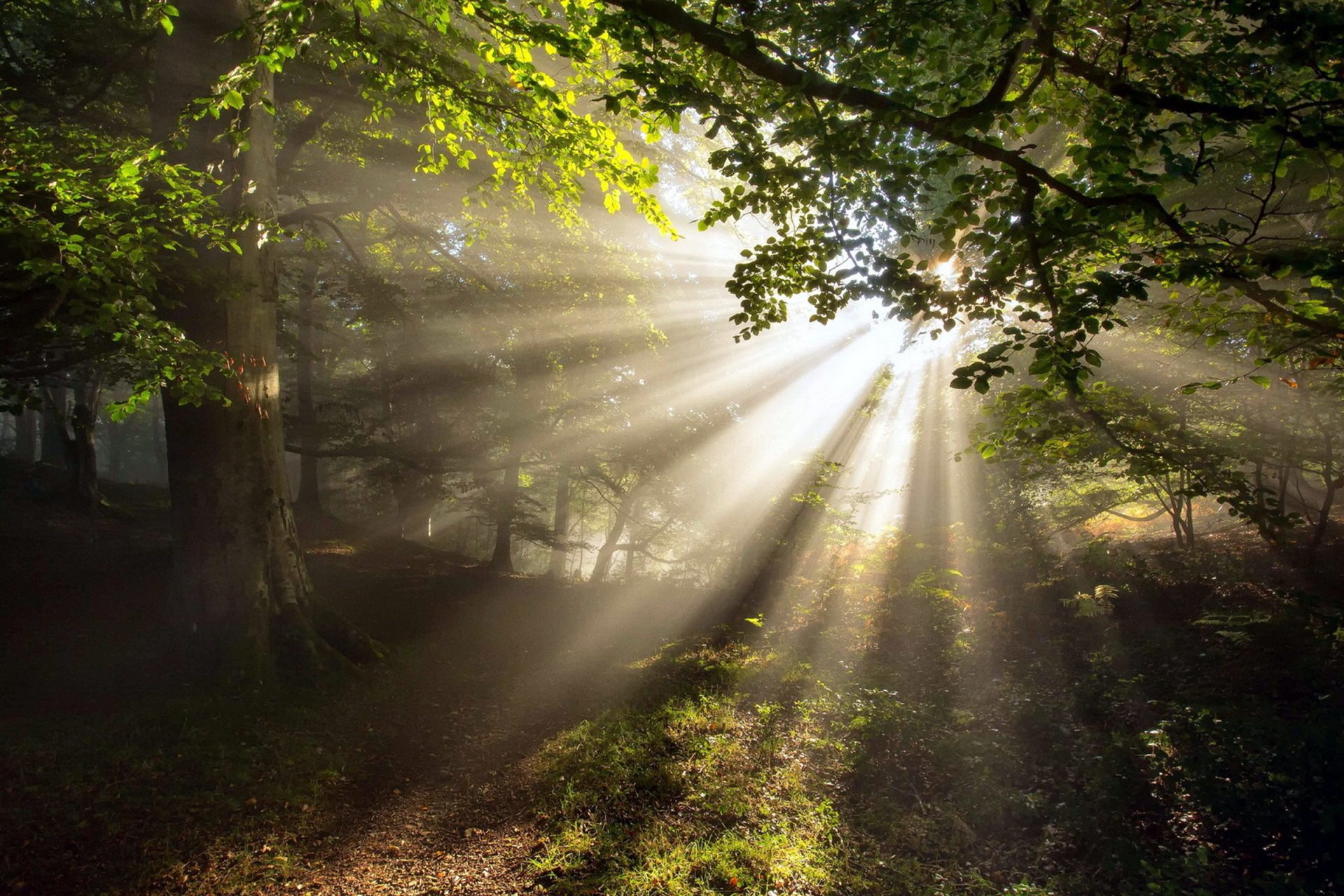 Свет нового солнца. Солнечные лучи. Луч. "Солнце в лесу". Лучи солнца в лесу.